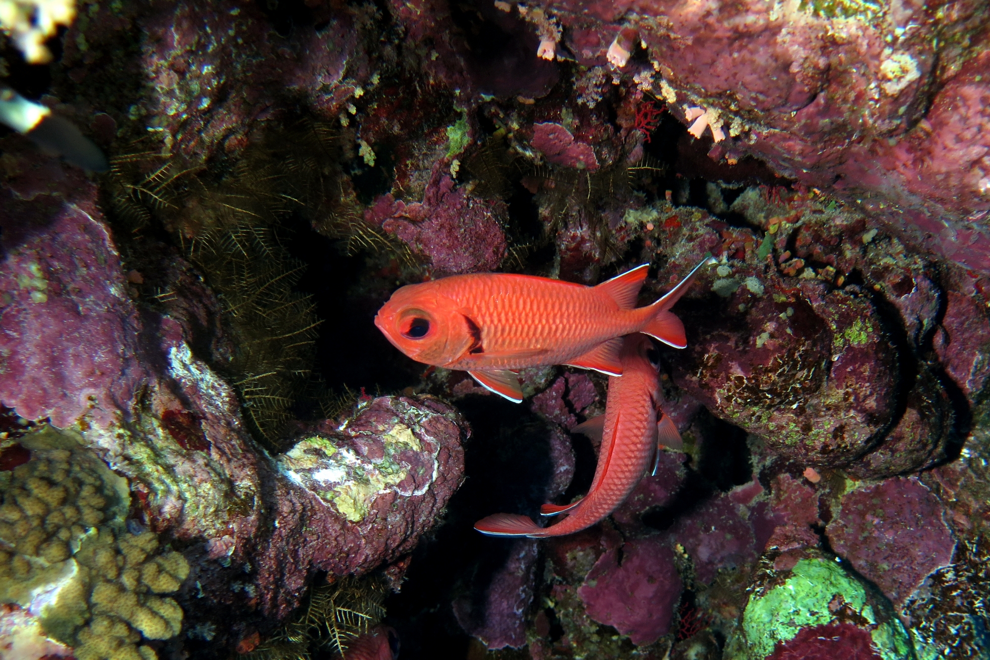 Myripristis murdjan