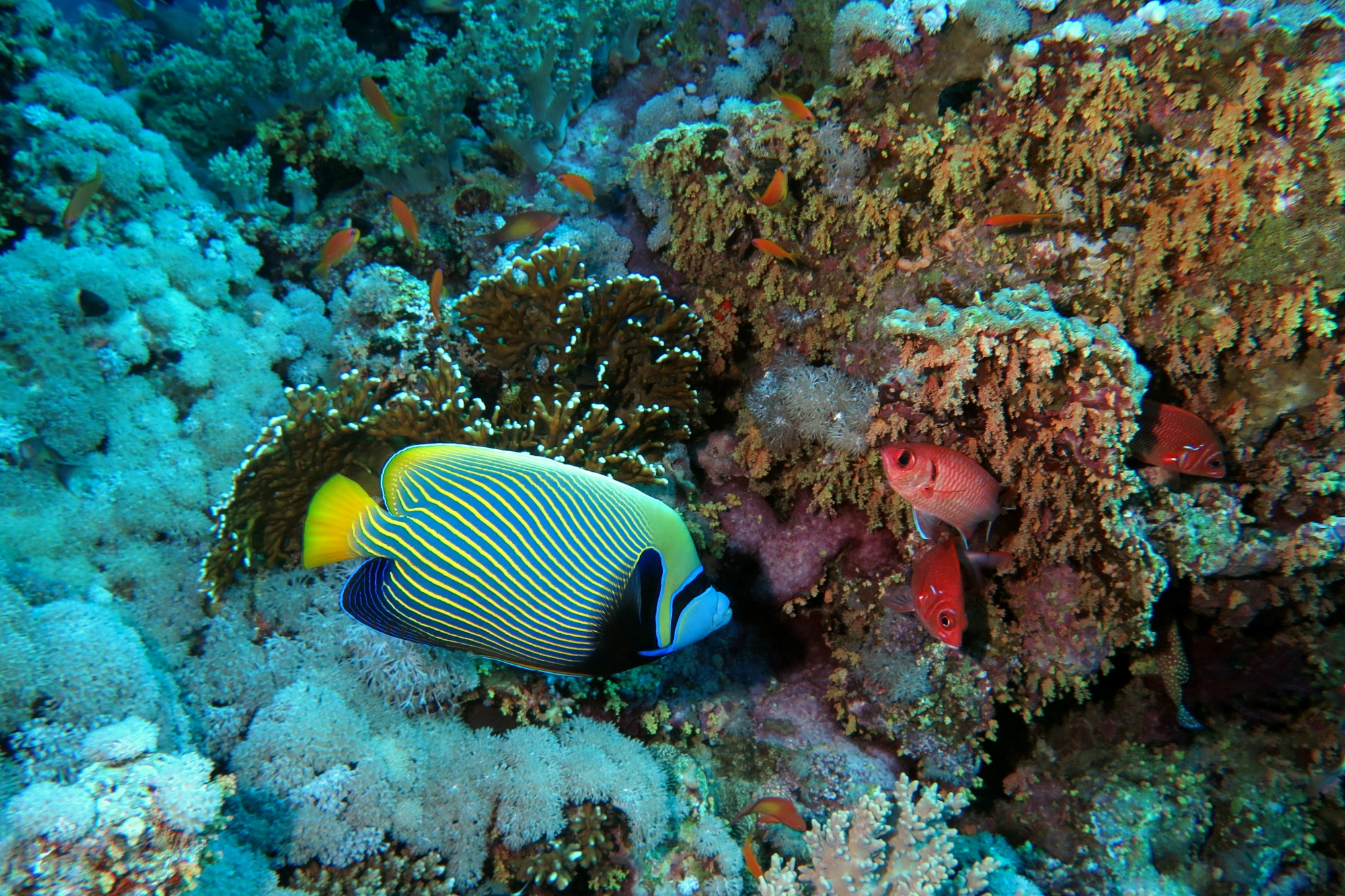 Pomacanthus imperator
