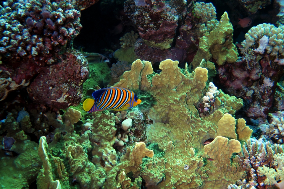 Pygoplites diacanthus, Millepora platyphylla