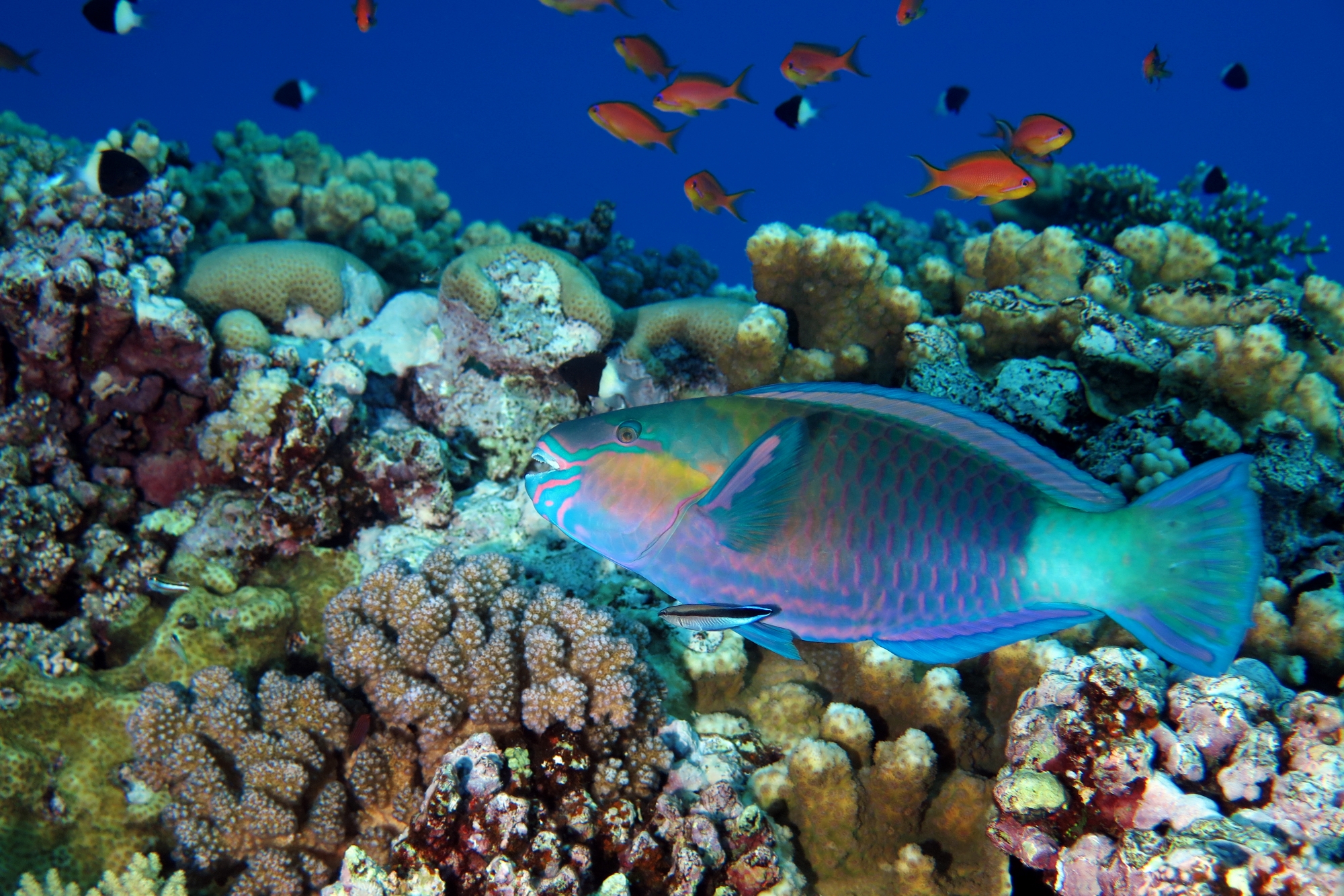 Chlorurus (Scarus) sordidus