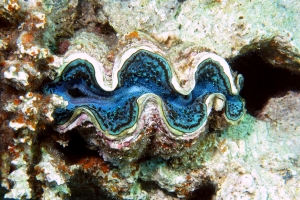 Tridacna maxima