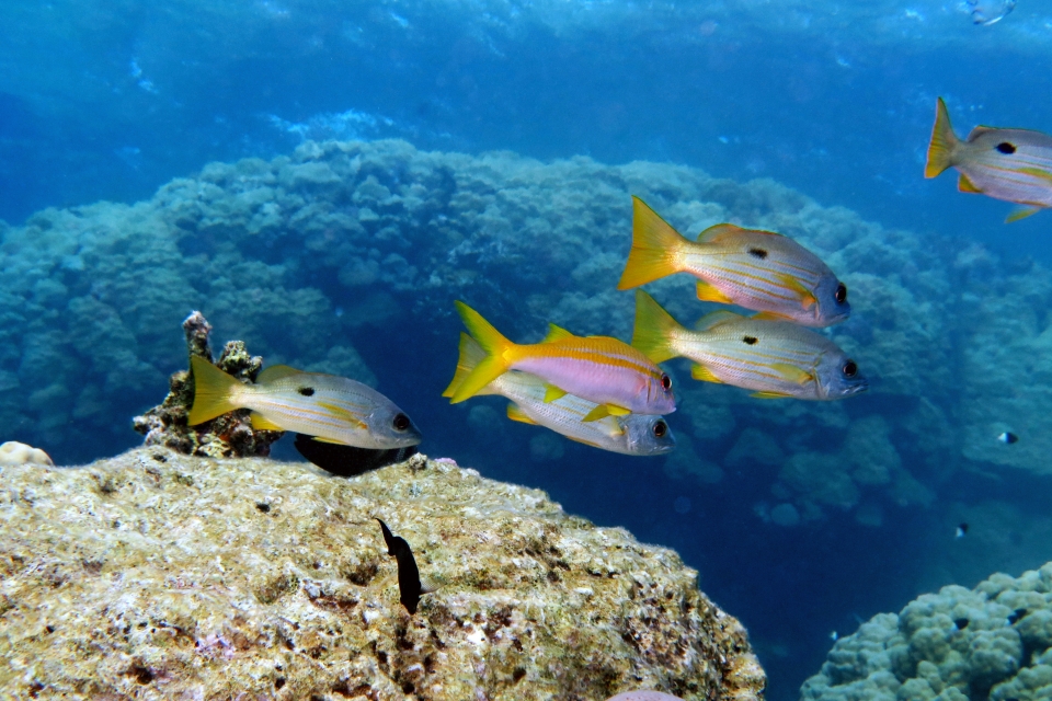 Lutjanus ehrenbergii, Mulloidichthys vanicolensis