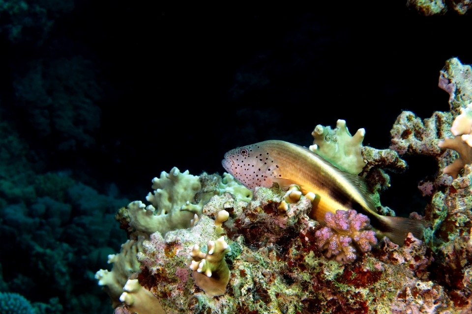Paracirrhites forsteri