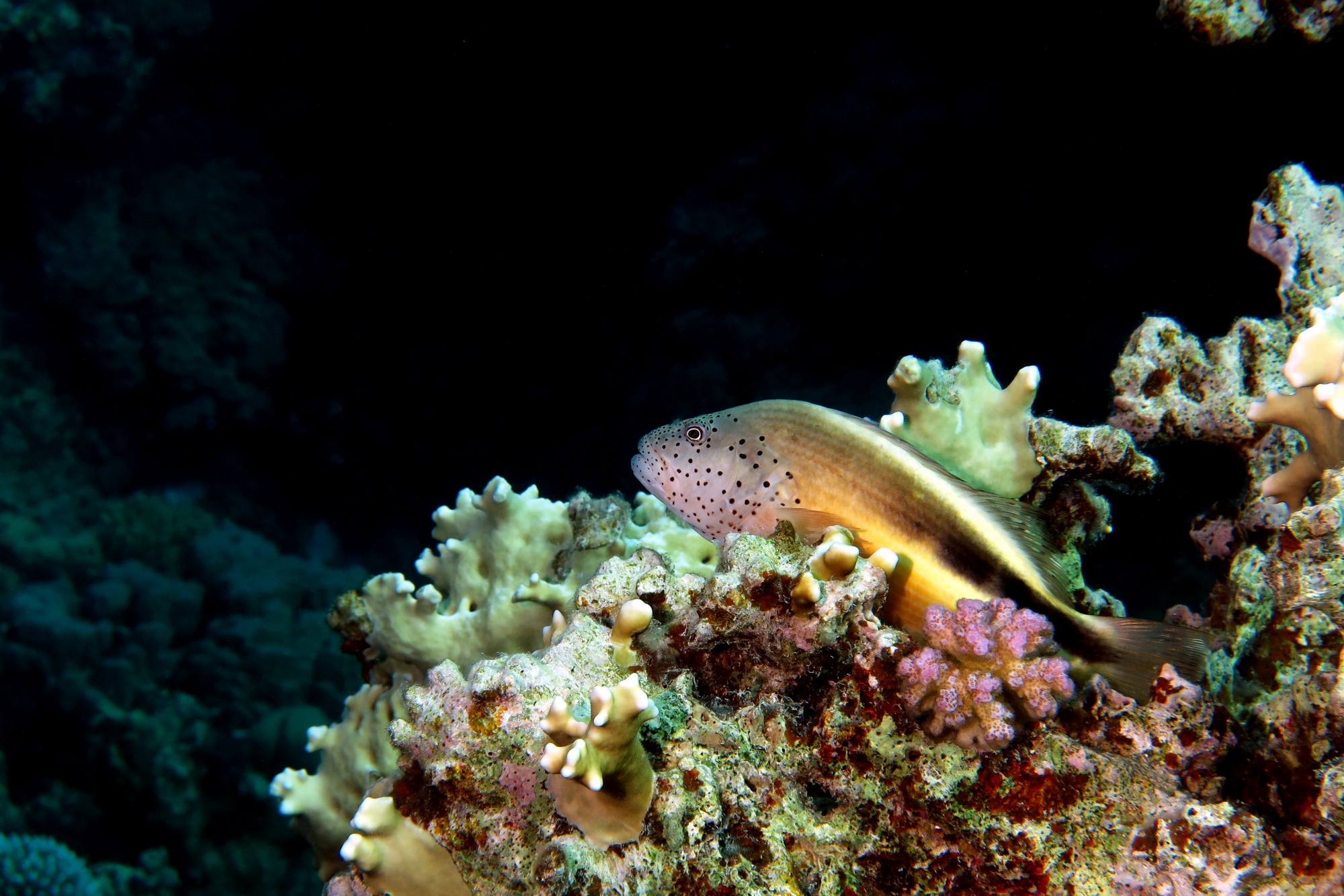 Paracirrhites forsteri