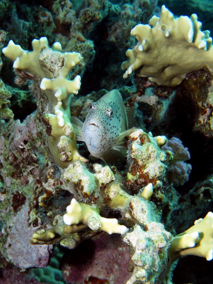 Paracirrhites forsteri