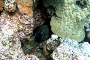 Gymnothorax javanicus, Labroides dimidiatus, Porites lutea