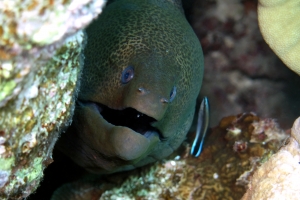 Gymnothorax javanicus, Labroides dimidiatus