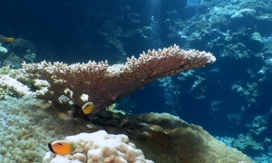 Acropora, Chaetodon austriacus