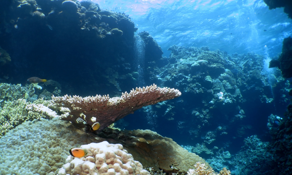 Acropora, Chaetodon austriacus