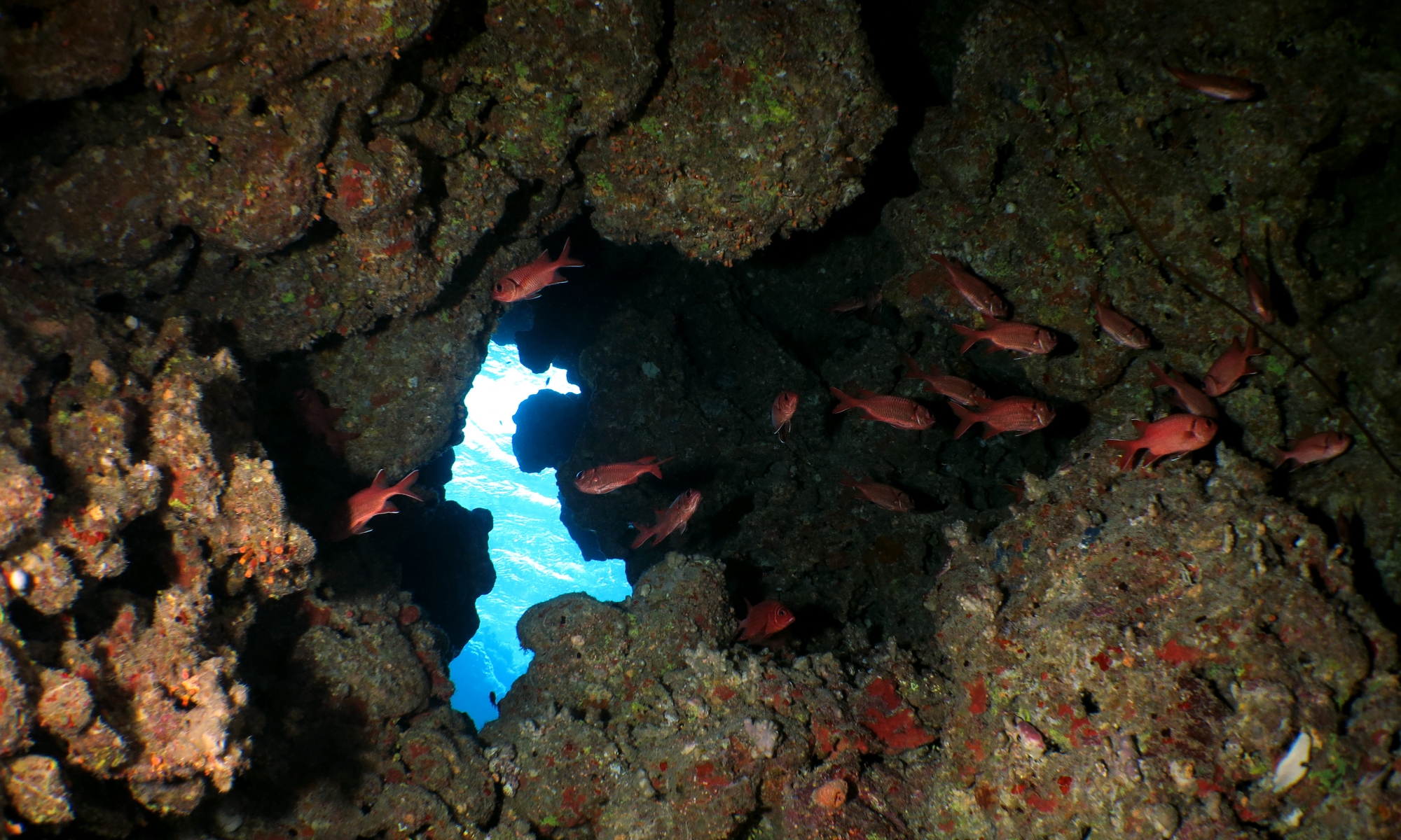 Myripristis murdjan