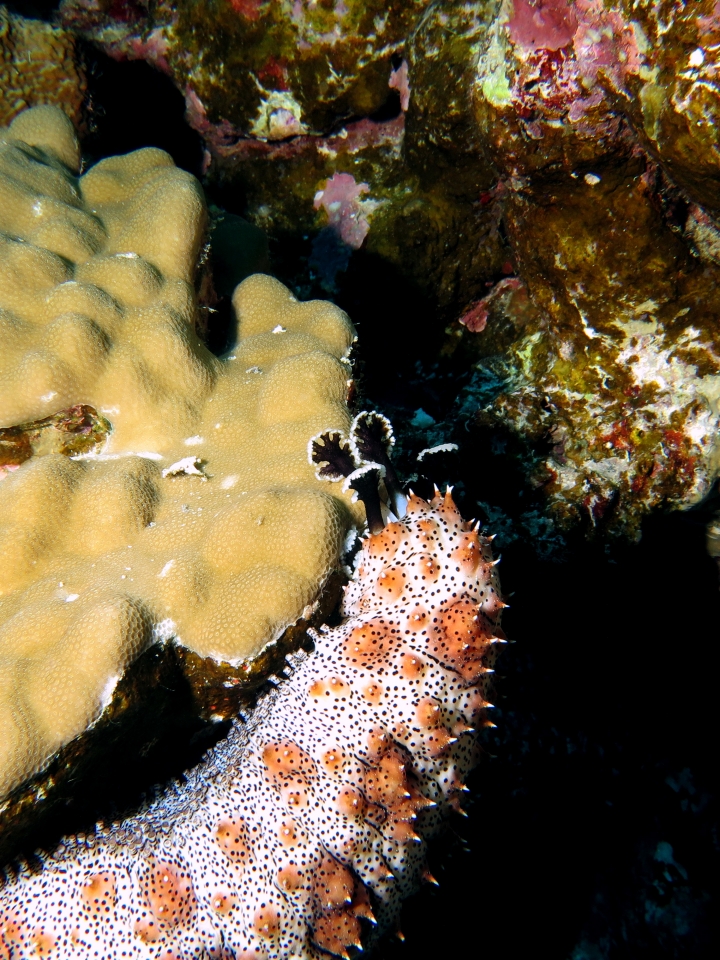 Pearsonothuria graeffei