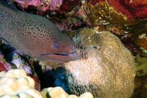 Gymnothorax javanicus