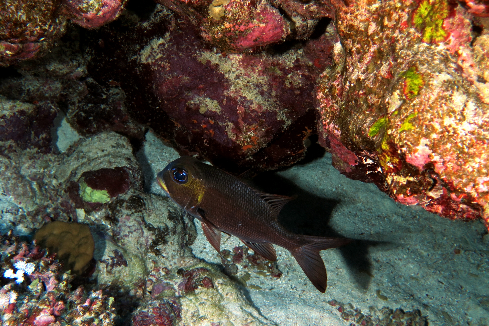 Macolor macularis