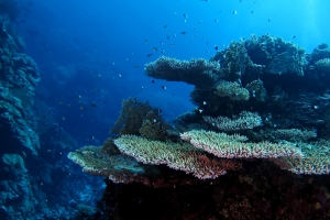 Acropora