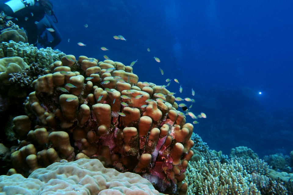 Porites nodifera, Chromis viridis