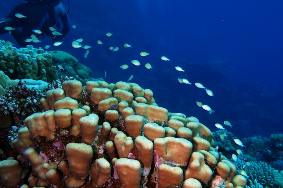 Porites nodifera, Chromis viridis