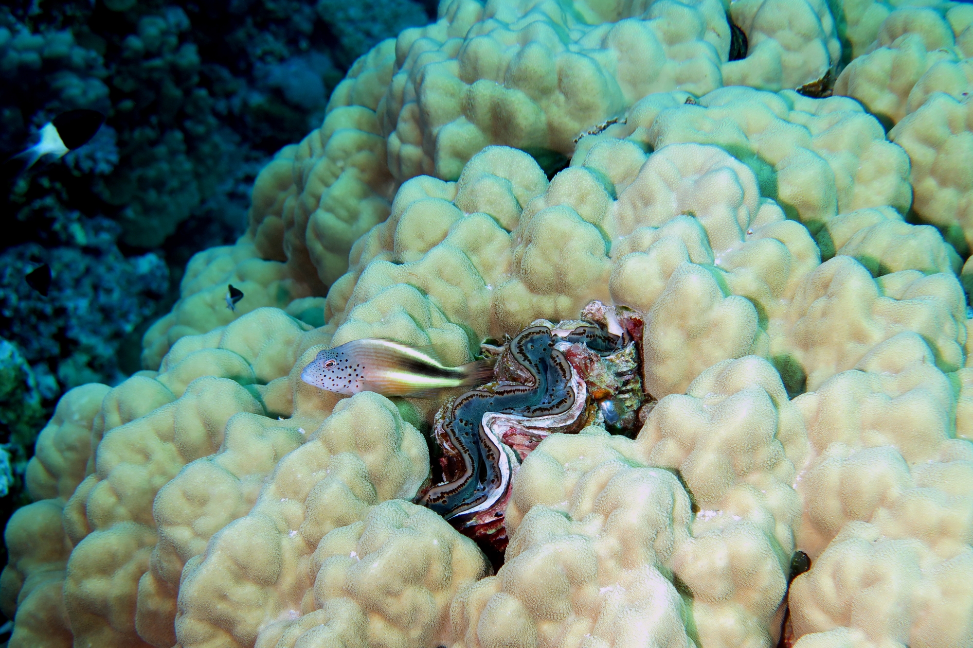 Paracirrhites forsteri, Tridacna maxima, Porites solida