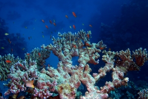 Acropora