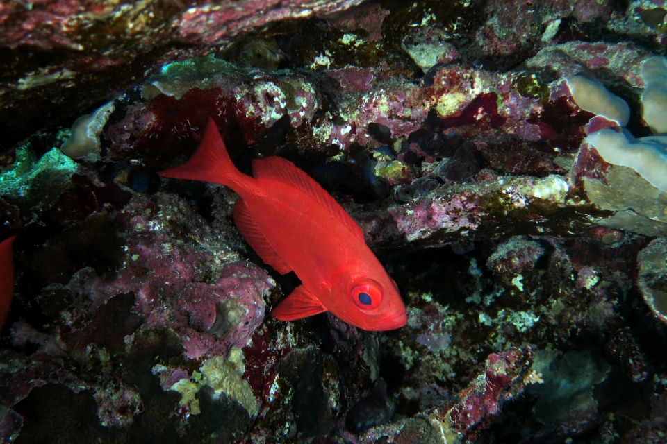 Priacanthus hamrur
