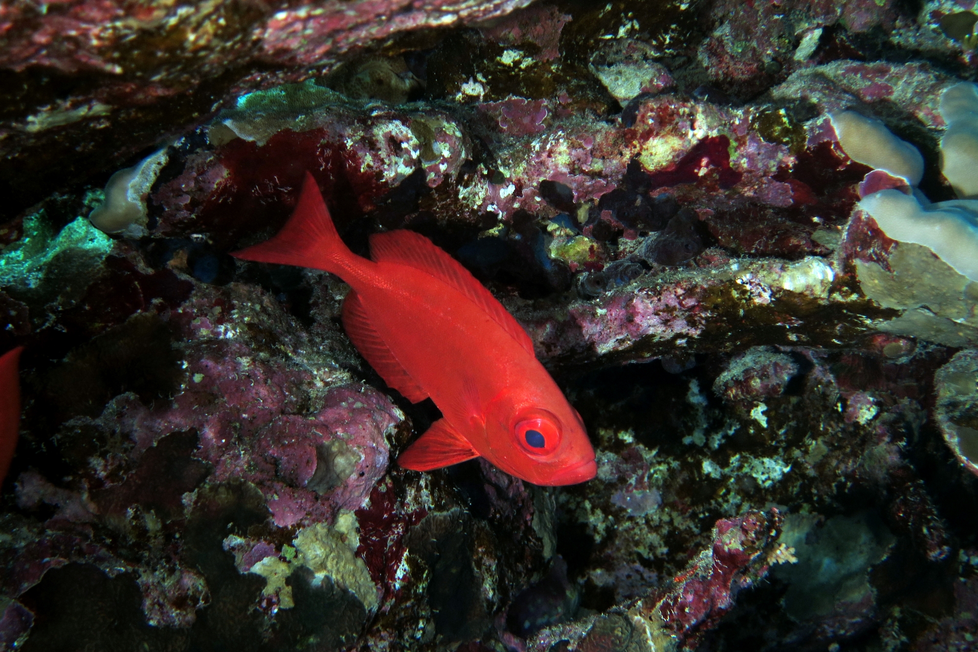 Priacanthus hamrur