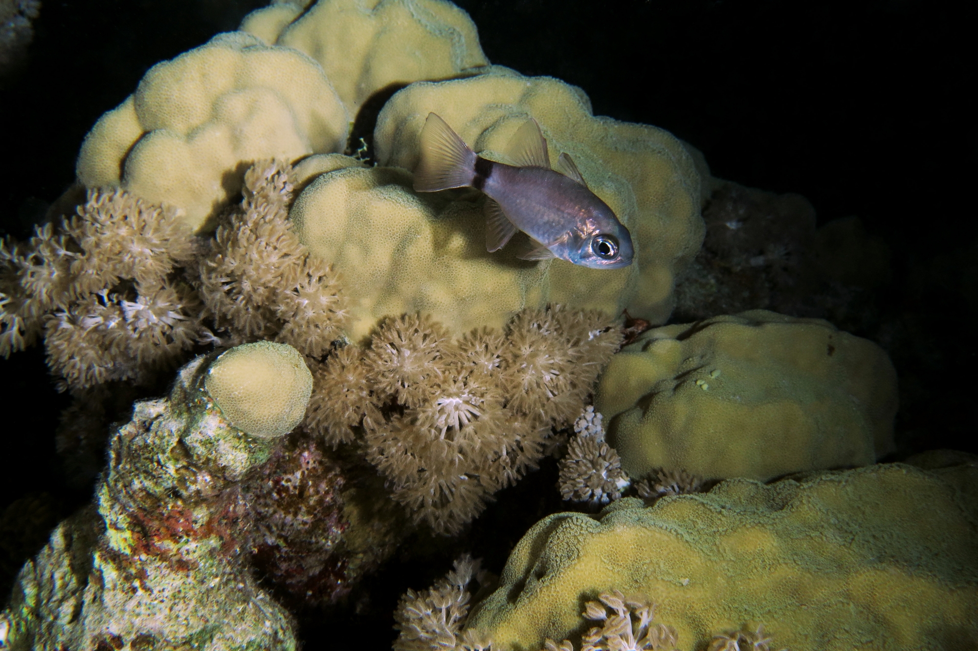 Nectamia annularis