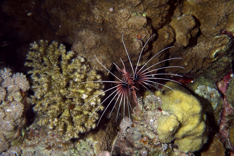 Pterois radiata