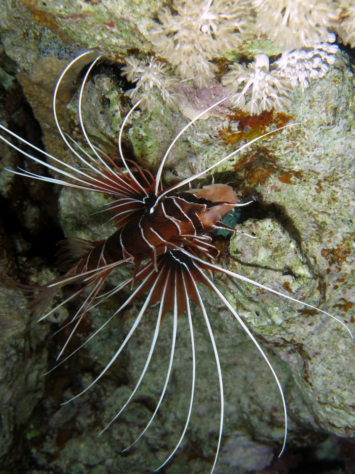 Pterois radiata