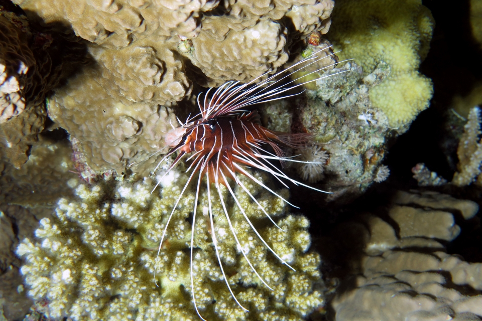 Pterois radiata
