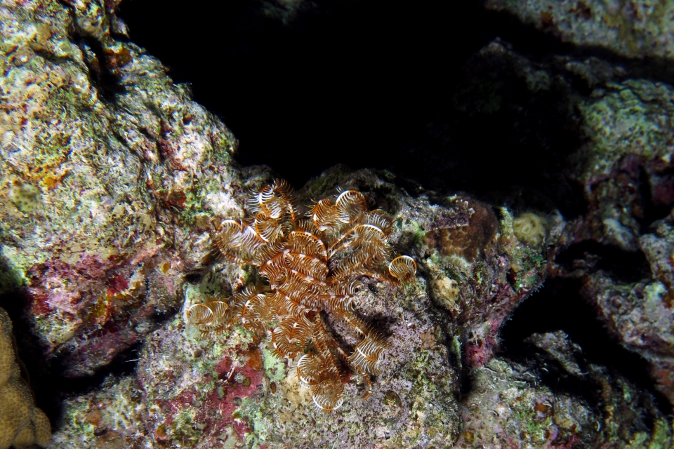 Comaster schlegelii