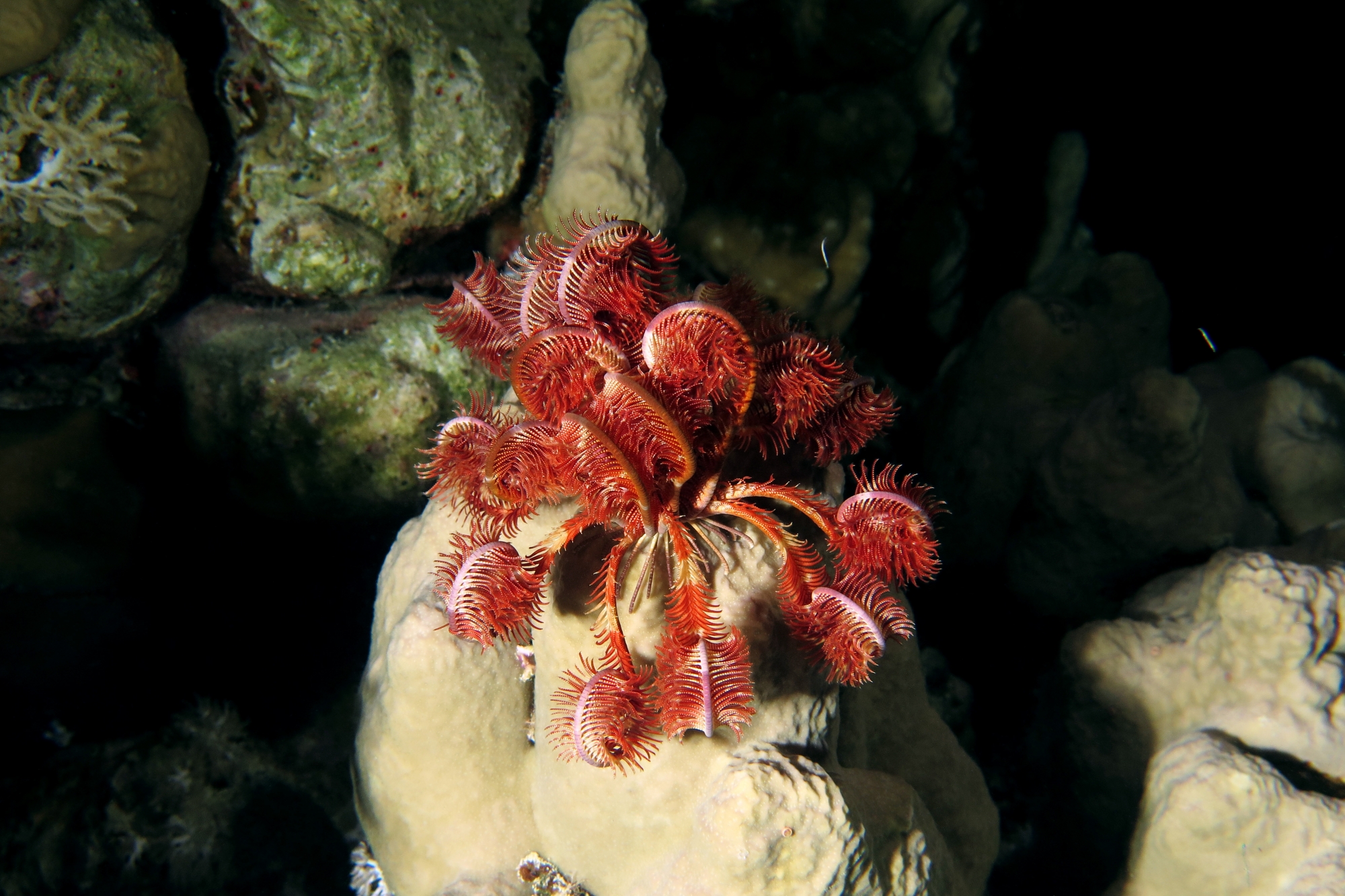 Lamprometra palmata