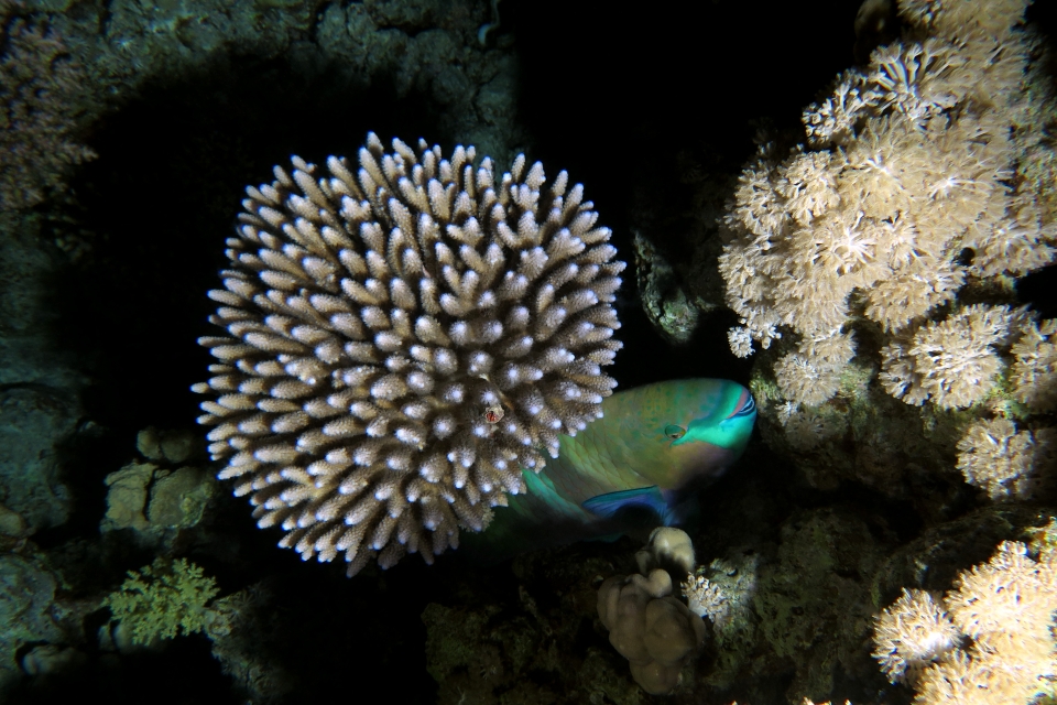 Scarus ferrugineus, Acropora humilis