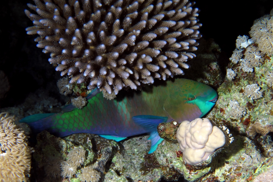 Scarus ferrugineus, Acropora humilis