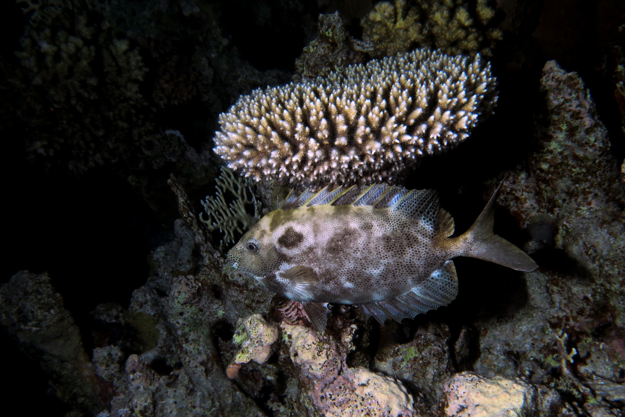 Siganus stellatus