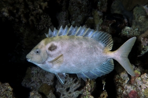 Siganus stellatus