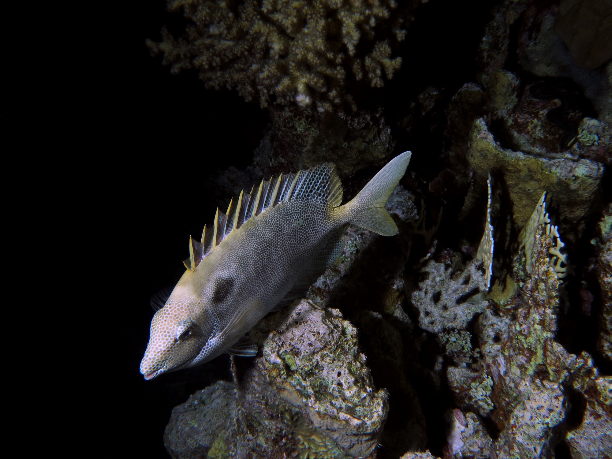 Siganus stellatus