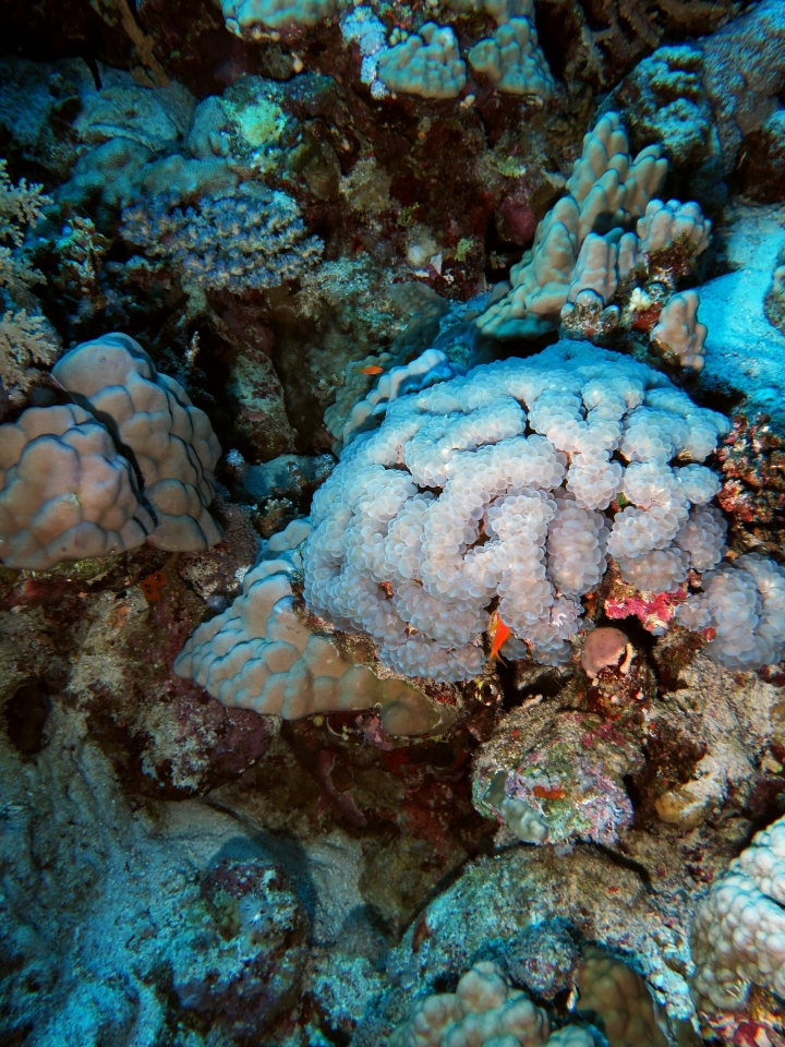 Plerogyra sinuosa