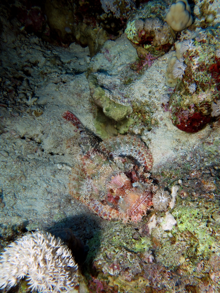 Scorpaenopsis oxycephala ou Scorpaenopsis venosa