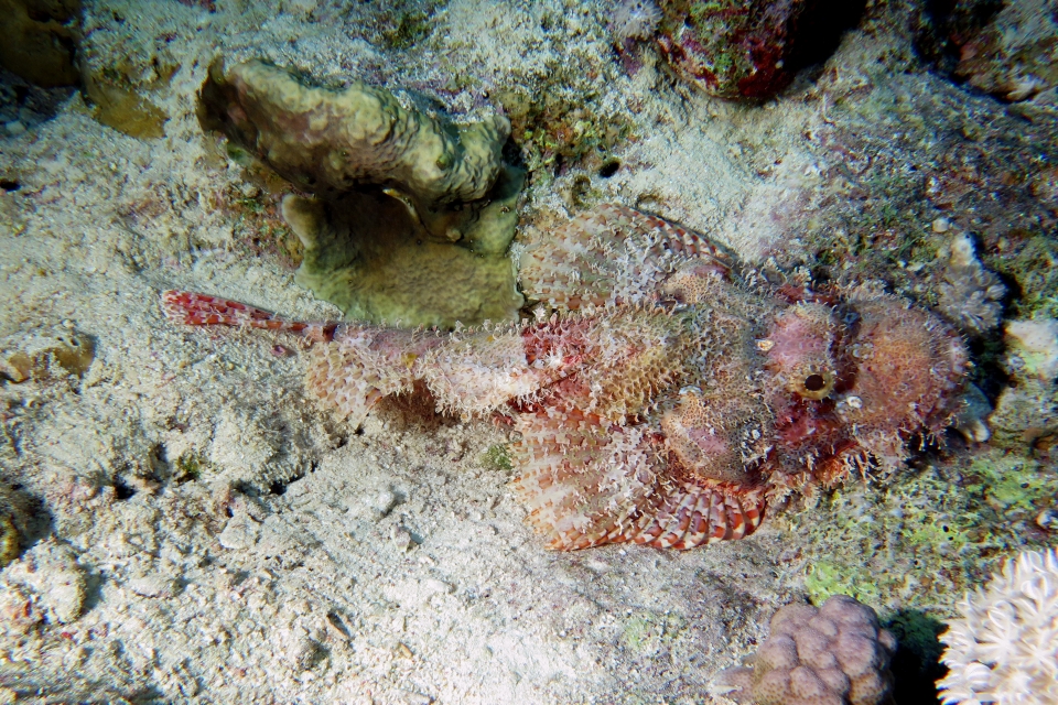 Scorpaenopsis oxycephala ou Scorpaenopsis venosa