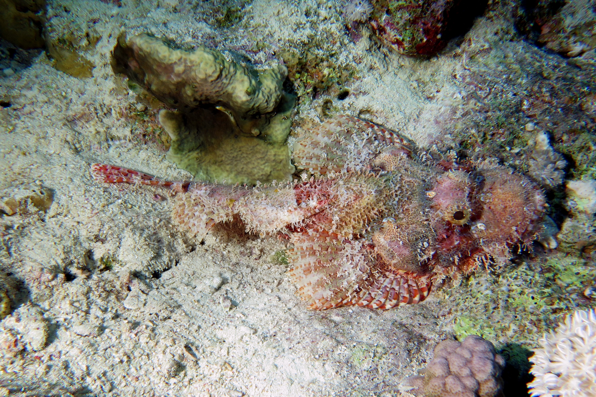 Scorpaenopsis oxycephala ou Scorpaenopsis venosa