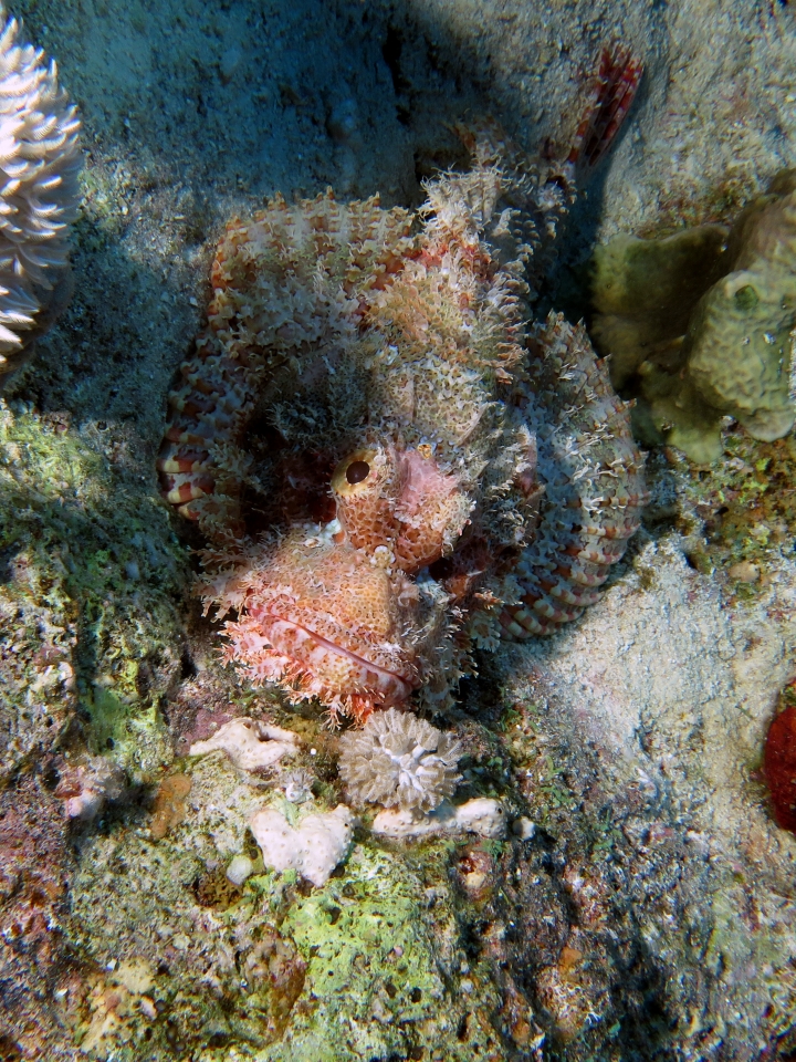 Scorpaenopsis oxycephala ou Scorpaenopsis venosa