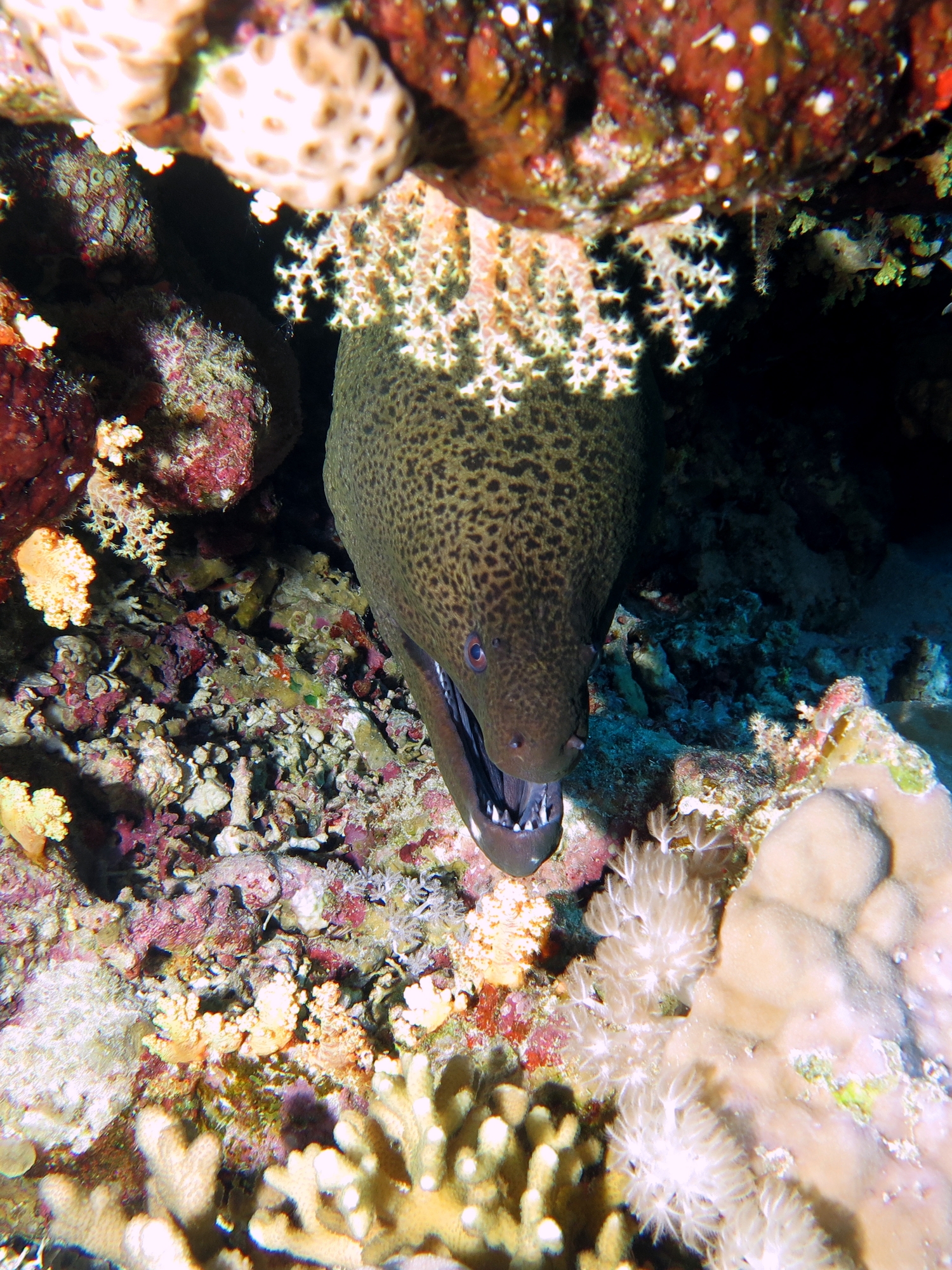 Gymnothorax javanicus