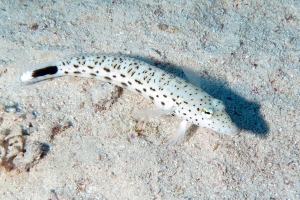 Parapercis hexophtalma