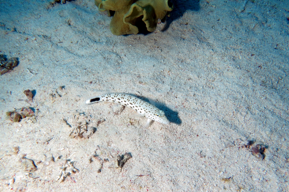 Parapercis hexophtalma
