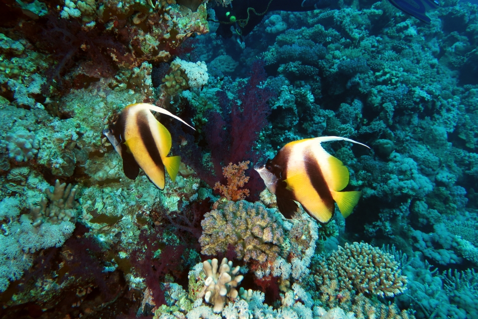 Heniochus intermedius