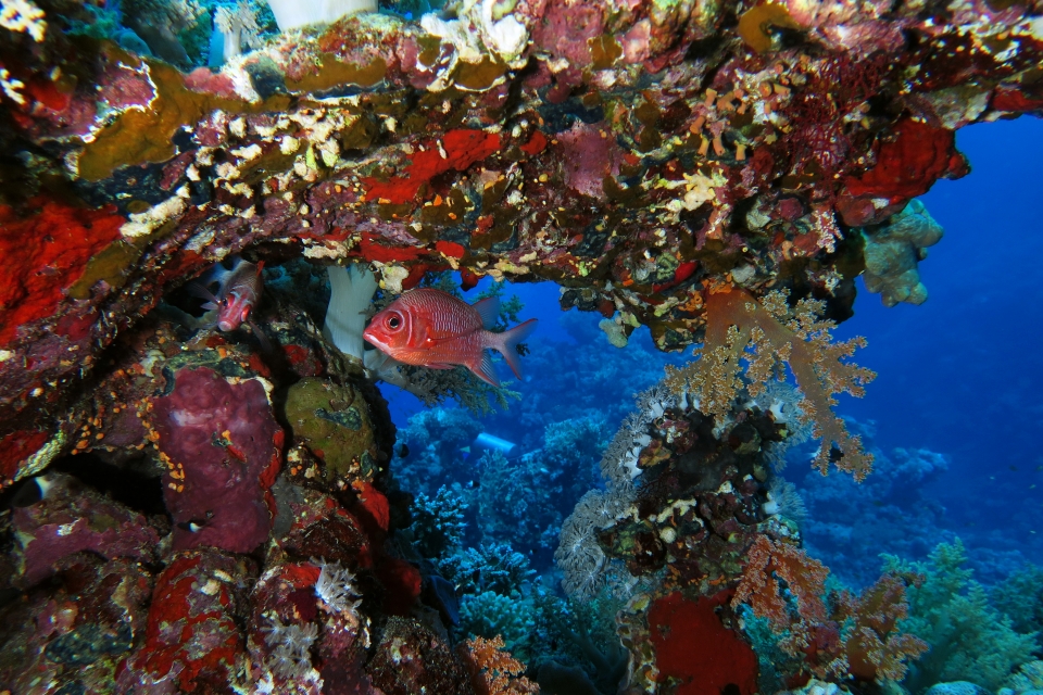 Sargocentron caudimaculatum