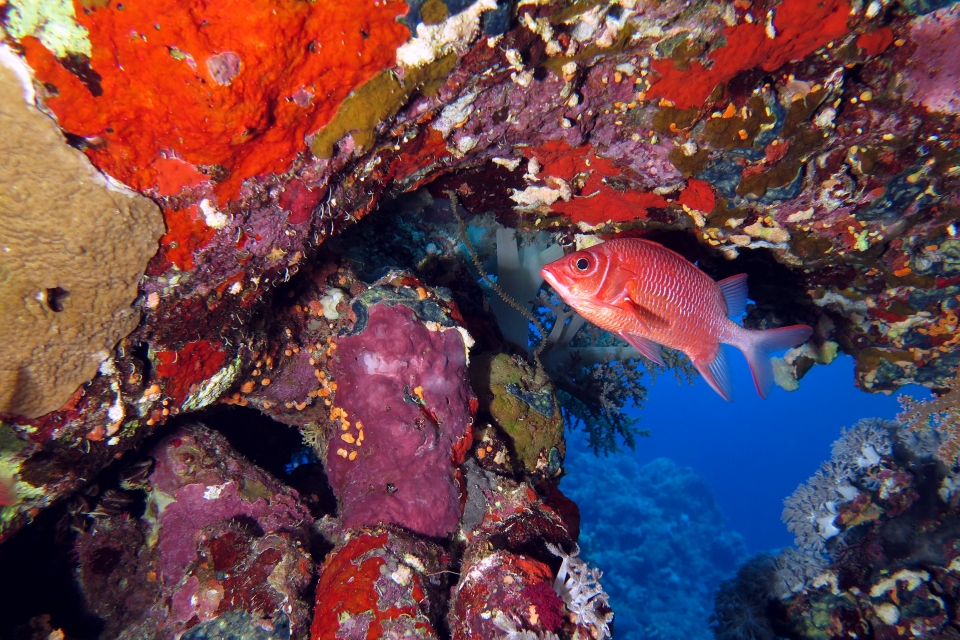 Sargocentron caudimaculatum