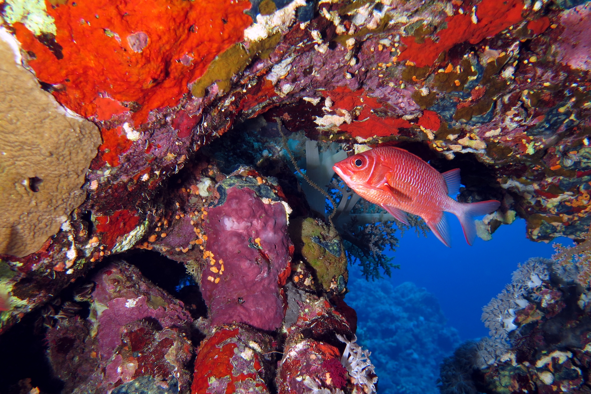 Sargocentron caudimaculatum