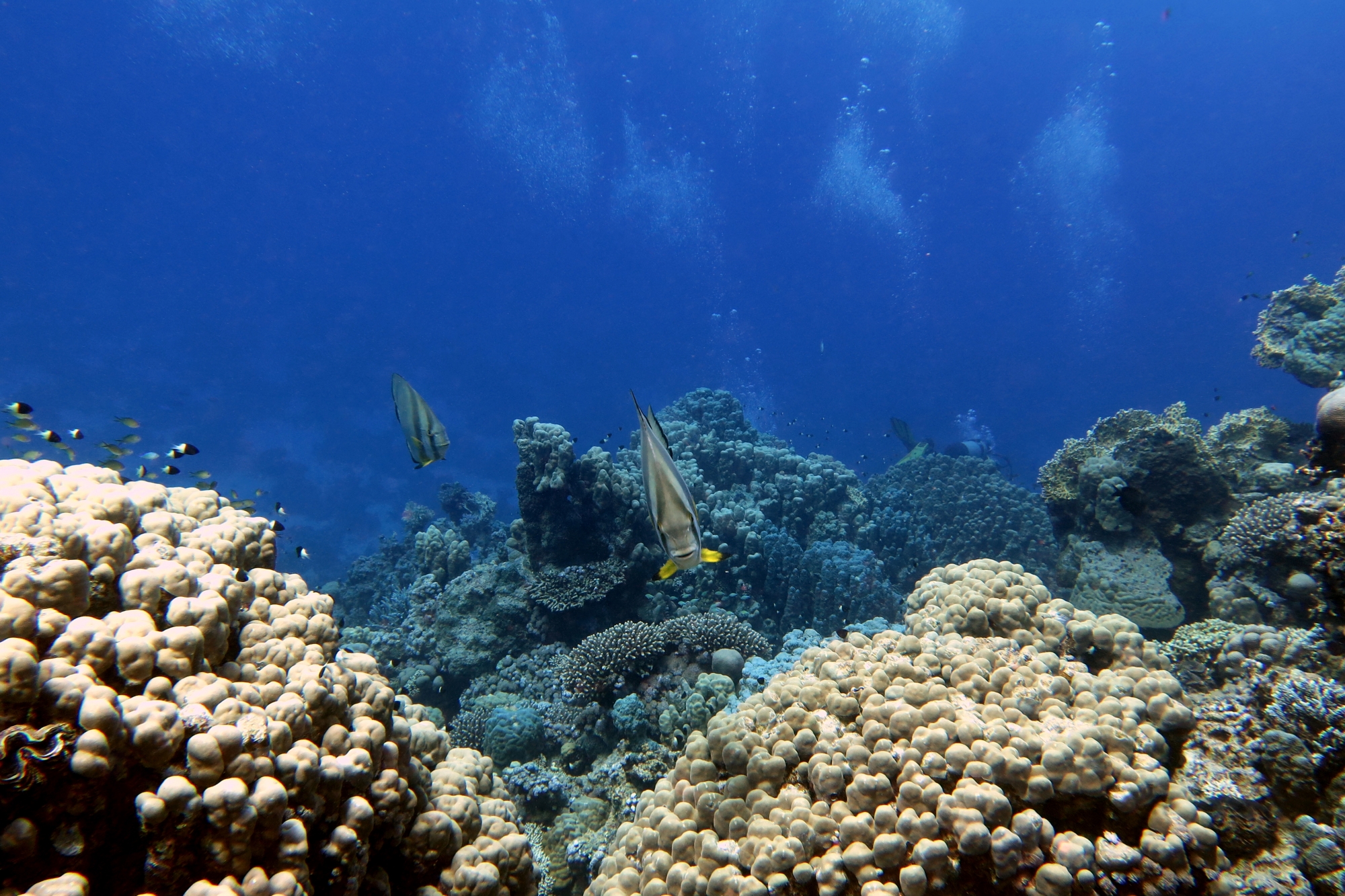 Platax orbicularis