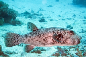 Arothron stellatus