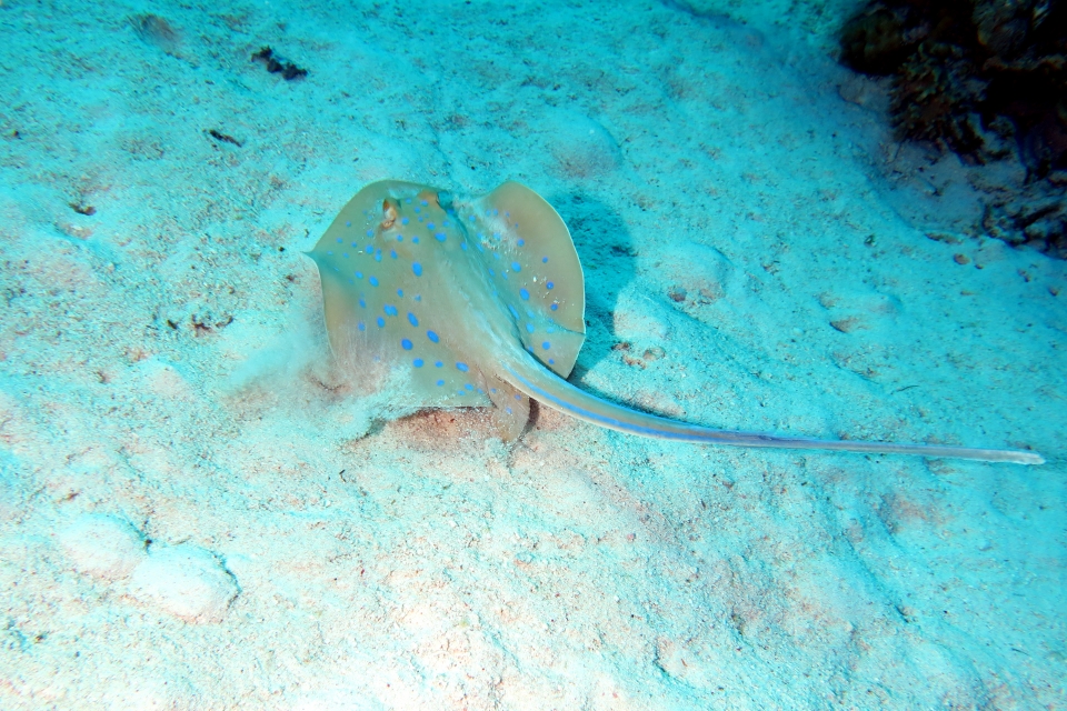 Taeniura lymma